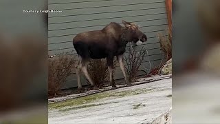 Moose entangled in Christmas lights spotted in Anchorage neighborhood