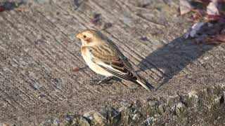 Snow Bunting foraging at edge of lake