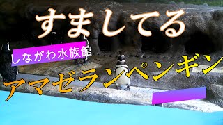 【カワイイ】すましてる　マゼランペンギン　しながわ水族館