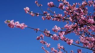 三浦海岸　河津桜の春 Kawazu Zakura tells us spring has come in Miura Kaigan Coast area Komatsugaike pond park