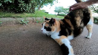 公園の腰トントンが好きな三毛猫、喜び方が可愛過ぎる