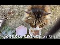 可愛い野良猫が庭でお尻フリフリダンスを披露してくれました！まるとらと仲良くなれるのか…⁉︎