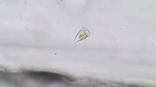 Vorticella - a ciliate