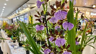 「22181」这些兰花太漂亮了，熟悉或陌生吗？七月兰展 Fairfield District Orchid Society Orchid Show at Bonnyrigg Plaza 静姐说花960