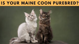 How to Tell If Your Maine Coon is a True Purebred