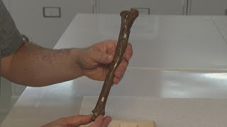 Researchers at East Tennessee State University discovered fossils of a modern white-tailed deer
