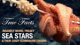 True Facts: Sea Stars