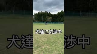 【無謀な戦い】ラブラドールvs飼い主 #Shorts#ラブラドールレトリバー#黒ラブ#多頭飼い#大型犬