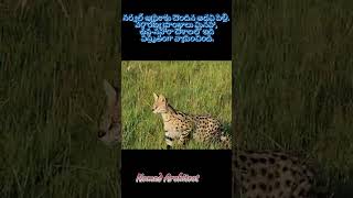 సర్వల్ ఆఫ్రికాకు చెందిన అడవి పిల్లి. #africanwildlife #junglecat