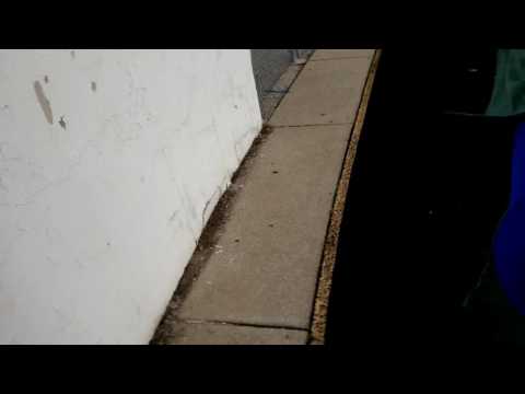Bottle flips Bottle flips