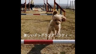 楽しいドッグランアジリティ