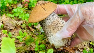 เก็บเห็ดผึ้งขาลายในนอร์เวย์ ว้าวดอกใหญ่ม้วกก🤩🍄🍄พอได้แกงจ้า ไม่สบายยังเดินไปหาเห็ดอีกไม่คิดว่าจะมี