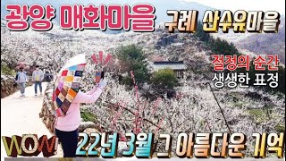 광양매화마을 구례산수유마을의  2022년  그 아름다운 봄amazing korean scenery - Korea Travel Guide