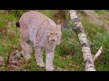 wild canada surviving yukon’s harsh wilderness animal documentary