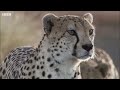 Best Wild Animal Chases  Top 5  BBC Earth