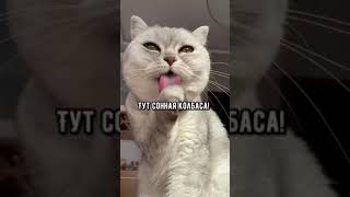 Смешные коты - Майя #кошка #смешныекоты #кот