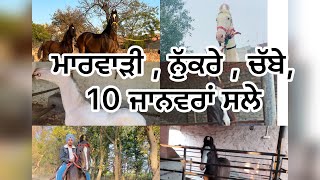 ਮਾਰਵਾੜੀ , ਨੁੱਕਰੇ , ਚੱਬੇ, 10 ਜਾਨਵਰਾਂ ਸਲੇ #mandeepsekhonalamwala #horse #horseforsale