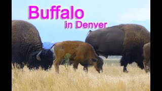 Buffalo in Denver?  Rocky Mountain Arsenal National Wildlife Refuge Tour Bison Deer and more