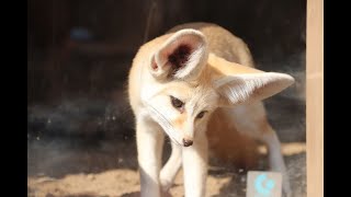 フェネックの子どもが見せた、驚くべきジャンプ力！【埼玉県こども動物自然公園】