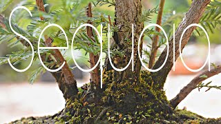 Coast Redwood Early Summer Work with Huge Change - Arkefthos Bonsai