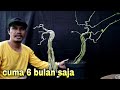 Tanpa Biaya Bisa Punya Bonsai Dengan Cepat