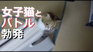 女子猫ミケさんはプロレスごっこが大好き