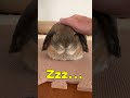 the fastest way to put a rabbit to sleep. bunny rabbit hollandlop animal pet shorts