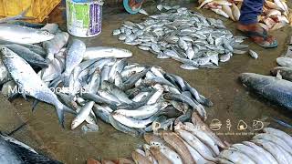 Chennai Largest Fish Market Kavangarai