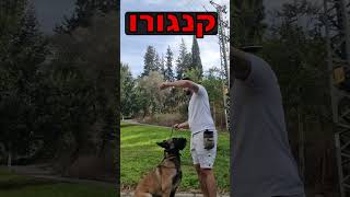 הרגלה לזמם (מחסום פה) לכלב . | שמואל מישייב - Friends אילוף כלבים