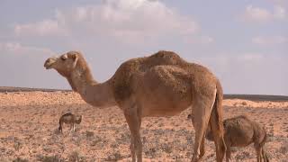 Sahara Desert | Relaxing Sounds| Stress Relief | African Nature #nature #relaxation #travel