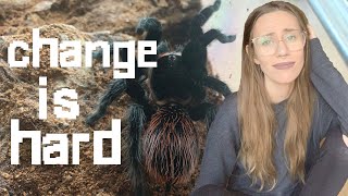 my opinion on the brachypelma (tliltocatl) revision