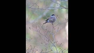 【きららの森】アカウソのメスEurasian Bullfinch #アカウソ #ウソ #Bullfinch  #バードウォッチング #birds