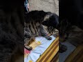 みーちゃんvsお母さんwith私〜慰められることを要求します ねこ