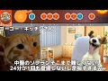 【太鼓の達人】猫ミームで学ぶ謎が深過ぎるfor q