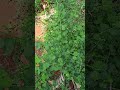 കുറുന്തോട്ടി medicinal plant short ytshorts