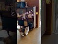 飼い猫まろこちゃんのおはようをどうぞ！ ^^ shorts 猫 挨拶