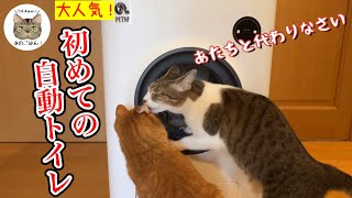 全自動トイレに興味津々な猫の反応がこうなりましたw