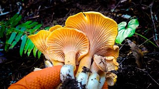 Chanterelle Mushroom Hunting