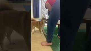 【柴犬お菊】しつこい奴には流石に優しい犬もキレる#shorts