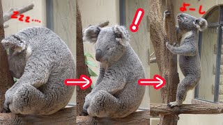 もうすぐ食事の時間と知って急に動き出すコアラ　Koala suddenly starts to move, knowing that it is time to eat soon