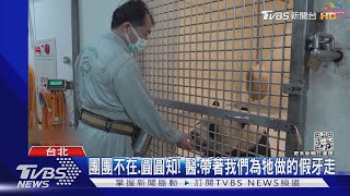 團團遺體做標本或掩埋熱議 動物園:參考民意｜TVBS新聞