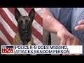 Police K-9 attacks man after escaping from handler's yard in Arizona, report says | LiveNOW from FOX