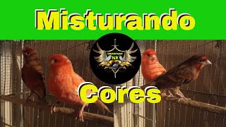 Misturando as cores dos canários. | Vem coisa boa por aí. | Leiam a descrição do vídeo.