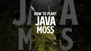 How to Plant Java Moss | Java Moss