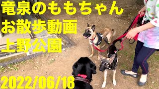 竜泉のももちゃんお散歩動画　上野公園