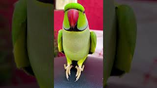 Ay mitho Ay Mitho😍 cute Indian #ringneck Talking #partot #shorts Say mithu Ai Mithu #talkingparrot