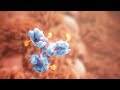 Antibody drug conjugates animation