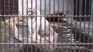 2015.6.28 宇都宮動物園☆ホワイトタイガーのアース【White tiger】_09