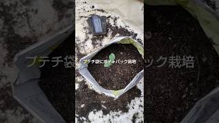 ポテトチップの袋でじゃがいも栽培。説明欄に詳細動画へのリンクあり