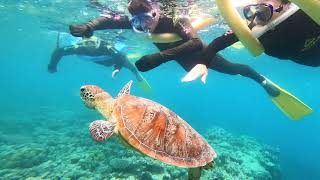 Turtle swims with snorkel tour!  OPAL REEF! Great barrier reef